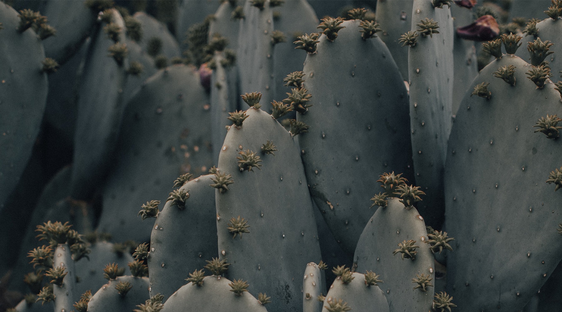 Blend Out close-up of cactus