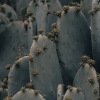 close-up of cactus