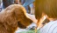 lifestyle image of a woman and a dog